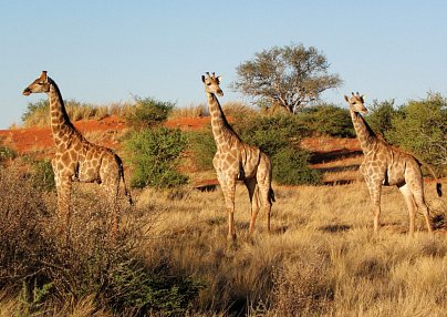 Große Afrika Rundreise Südafrika