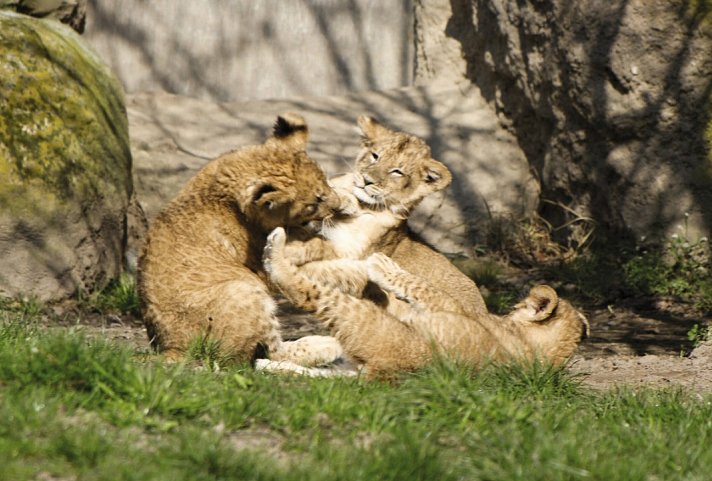 Zoo Leipzig & Légerè Express Leipzig