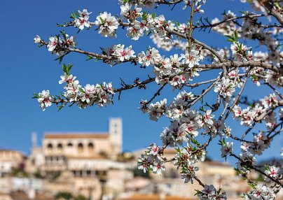 Mallorca Mandelblüte - Hotel Bordoy Cosmopolitan Playa de Palma