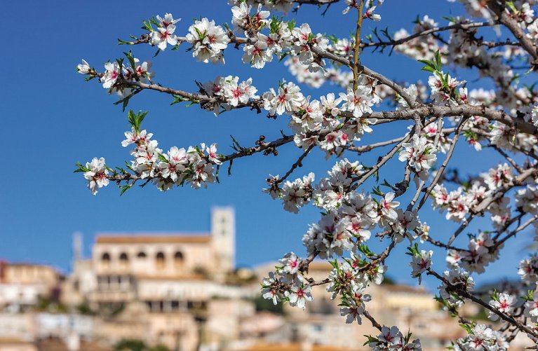 Mallorca Mandelblüte - Hotel Bordoy Cosmopolitan