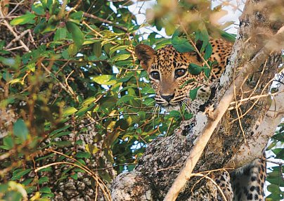 Wildlife Potpourri Colombo