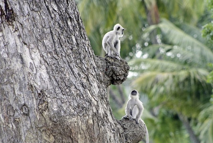 Sri Lankas kulturelle Höhepunkte und das Hochland (Privatreise)