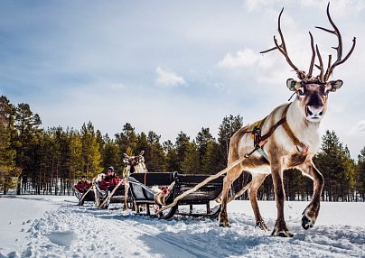 Harriniva - Das Beste von Lappland