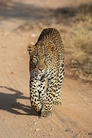 Abenteuer Kenia