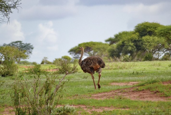 Tsavo Abenteuer