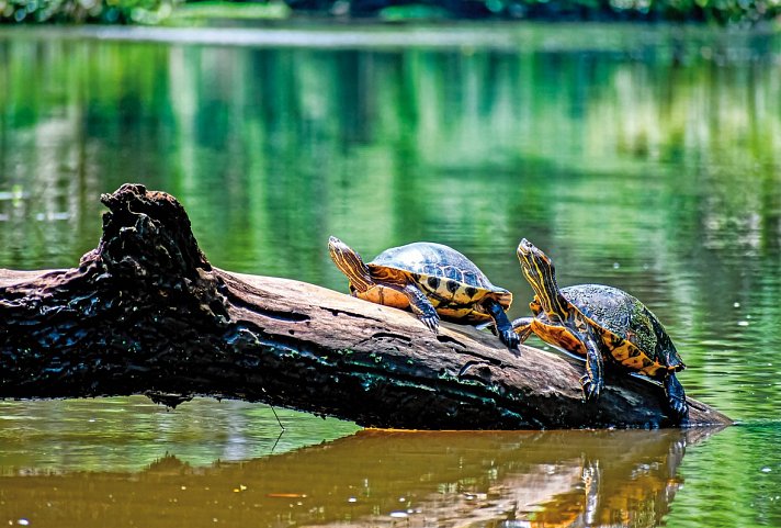 Farbenmeer Costa Rica