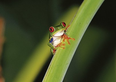 Abenteuer zwischen Vulkan und Regenwald (letzte Nacht in San José) San Jose