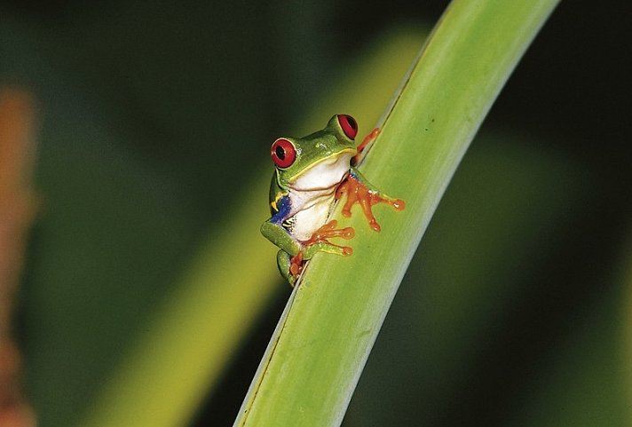 Abenteuer zwischen Vulkan und Regenwald (letzte Nacht in San José)