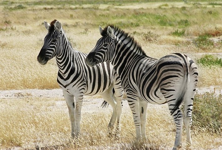 Best of Namibia (Autoreise) (ehemals Facettenreiches Namibia für Selbstfahrer)