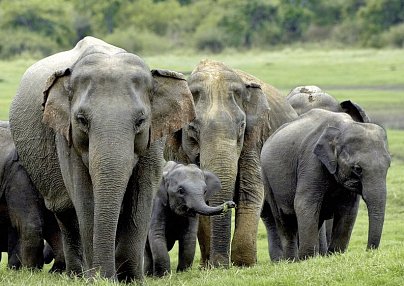 Königsstädte Sri Lankas (Gruppenreise) Colombo