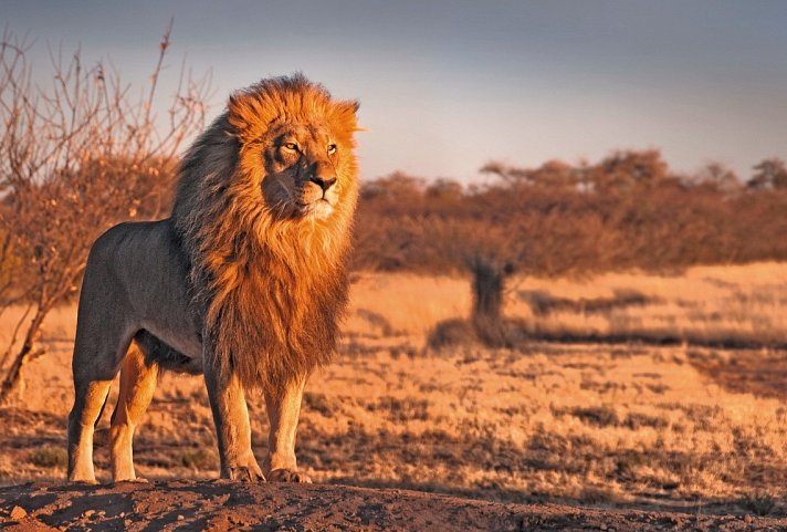 Mpumalanga - Im Reich der wilden Tiere