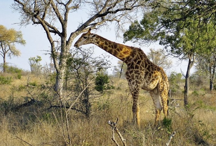 Mpumalanga - Im Reich der wilden Tiere