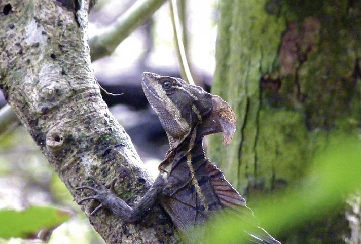 Abenteuer zwischen Vulkan und Regenwald (letzte Nacht in San José)